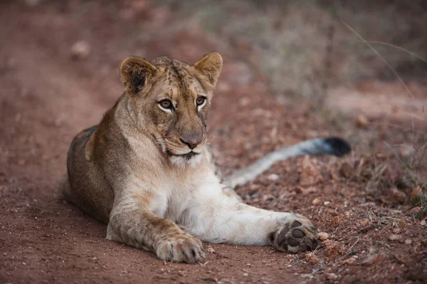 Lion Femelle Relaxant Sur Chemin Terre — Photo