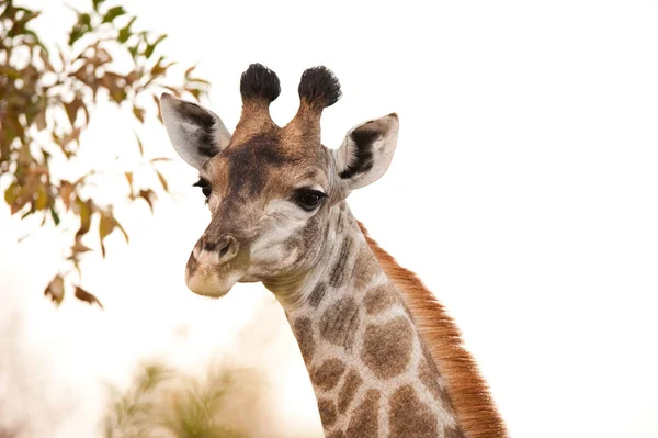 Giraffe Giraffa Camelopardalis Bush Zuid Afrika — Stockfoto