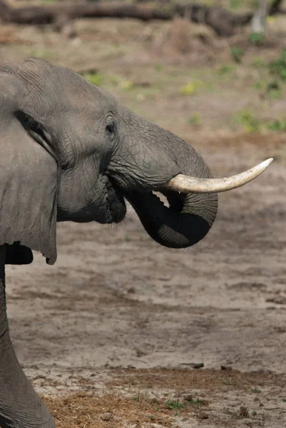 Elefante Africano Loxodonta Africana Bebendo Parque Nacional Chobe — Fotografia de Stock