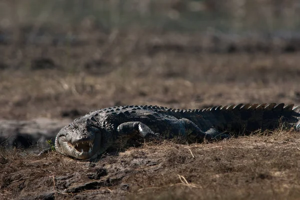 Crocodile Baring Teeth Parc National Chobe Botswana — Photo