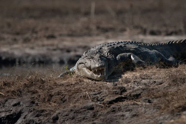 Krokodil Baring Tänder Chobe Nationalpark Botswana — Stockfoto