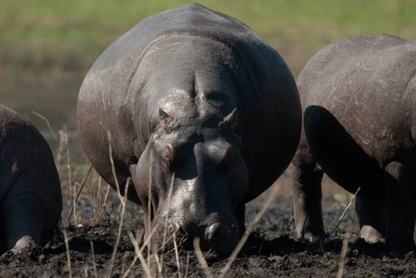 Víziló Hippopotamus Amphibius Legeltetés Chobe Nemzeti Park — Stock Fotó