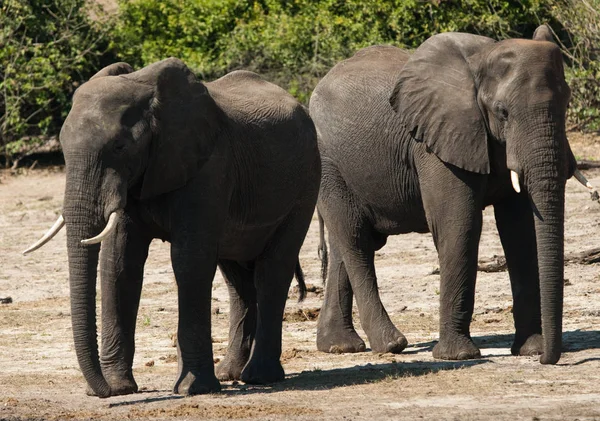 Dois Elefantes Negociação Africanos Loxodonta Africana Caminhando — Fotografia de Stock