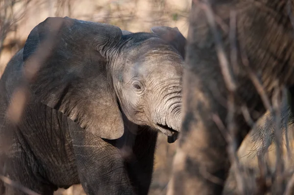 Elefante Bambino Loxodonta Africana Piedi Parco Nazionale Del Chobe — Foto Stock