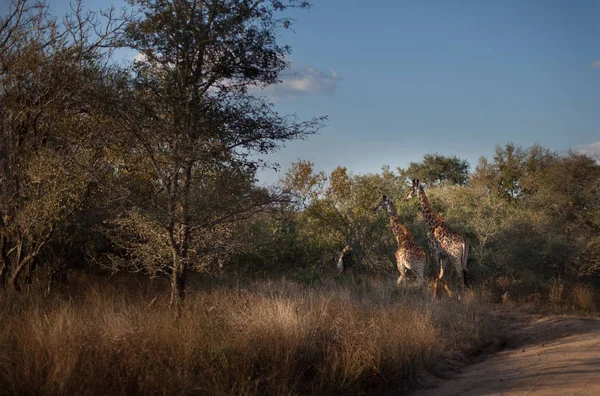 Giraffen Wandelen Bush Zuid Afrika — Stockfoto