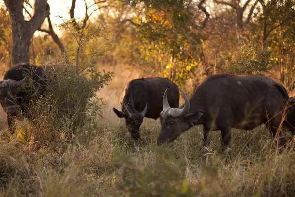 Buffle Afrique Syncerus Caffer Près Parc National Kruger — Photo