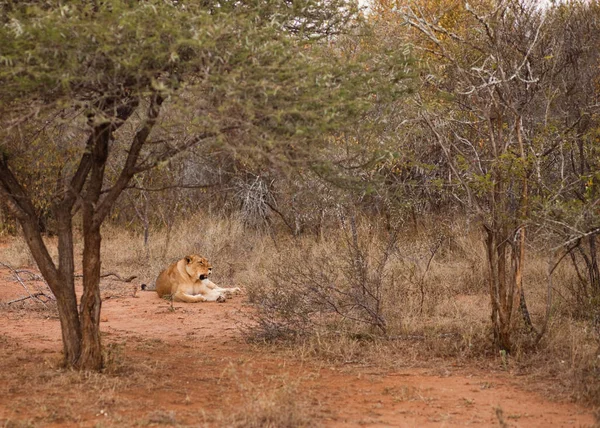Vrouwelijke Leeuw Ontspannen Bush Zuid Afrika — Stockfoto