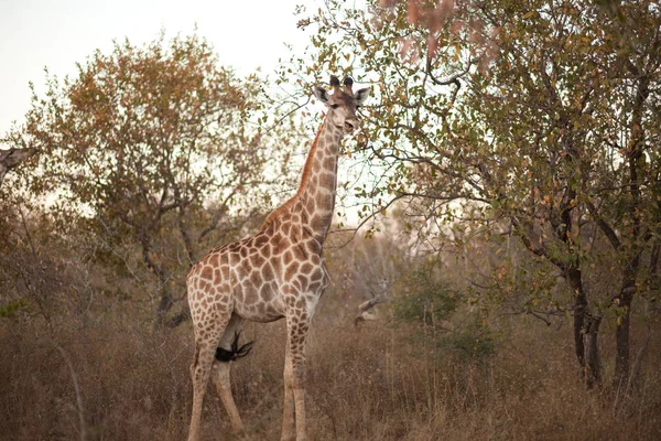 Giraffe Giraffa Camelopardalis Dans Brousse Afrique Sud — Photo