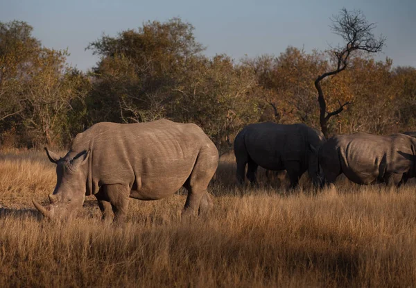 Τρεις Ρινόκερων Βόσκουν Στο Θάμνο Νότια Αφρική — Φωτογραφία Αρχείου