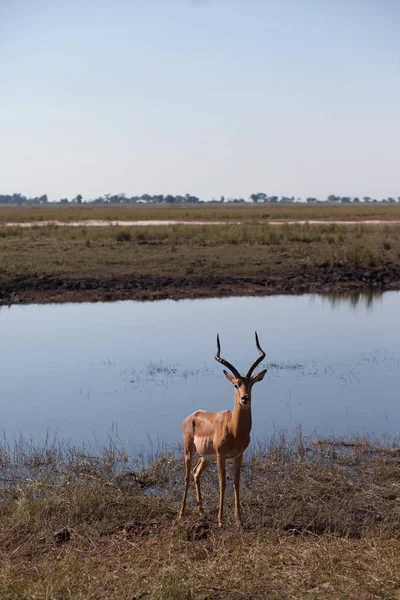 Impala Aepyceros Melampus Parque Nacional Del Chobe Botswana — Foto de Stock