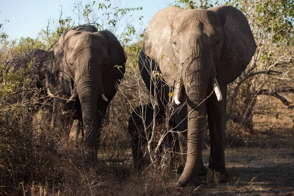 Dois Elefantes Negociação Africanos Loxodonta Africana Caminhando — Fotografia de Stock