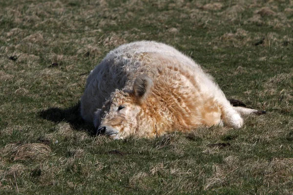 Galloway Rinder Nutztiere — Stockfoto