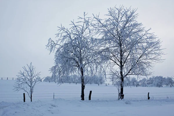 Kış Manzarası Harika — Stok fotoğraf