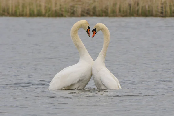 Aussichtsreiche Aussicht Auf Schöne Vögel Der Natur — Stockfoto