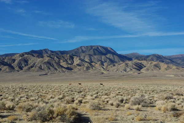Vilda Hästar Hög Öken Och Berg Nevada — Stockfoto