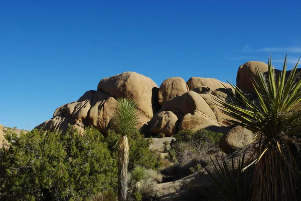 Hermosas Rocas Plantas Parque Nacional Joshúa California —  Fotos de Stock