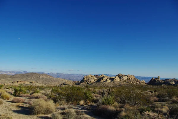 Hohe Wüstenpflanzen Felsen Und Weiter Blick Arizona Der Nähe Des — Stockfoto