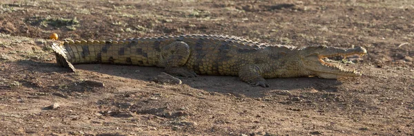 Krokodil Dier Amfibisch Roofdier — Stockfoto
