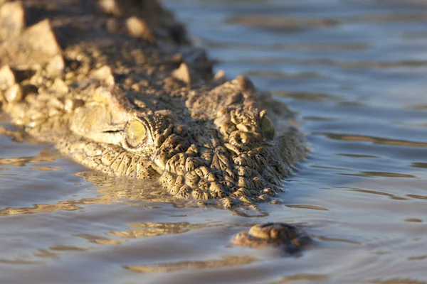 Animal Crocodilo Predador Anfíbio — Fotografia de Stock