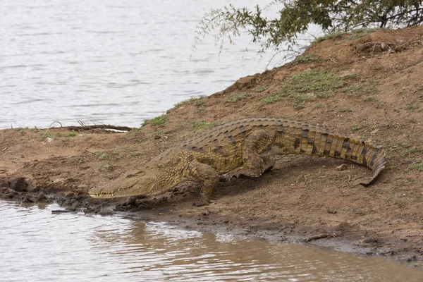 Crocodilo Animal Réptil Perigoso — Fotografia de Stock