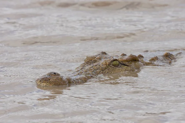 Крокодил Опасное Земноводное Животное — стоковое фото