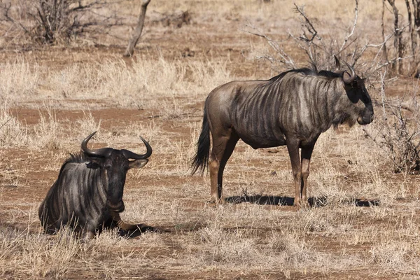 ケニアのアフリカのサバンナで野生の野生動物は — ストック写真