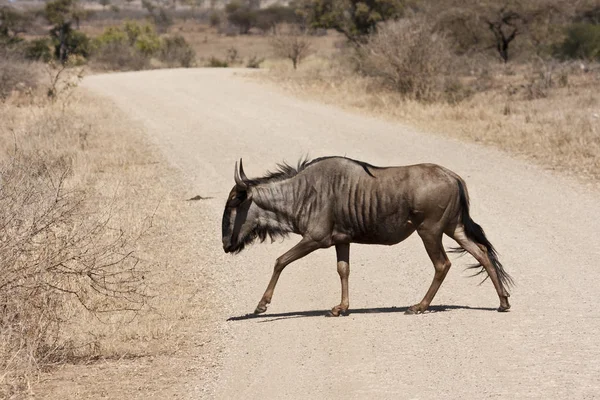 Grupo Zebras Deserto — Fotografia de Stock