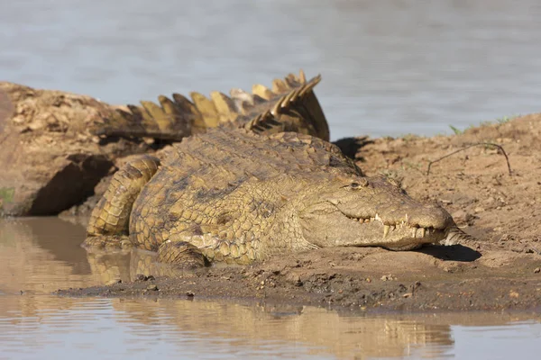 Крокодила Тварина Амфібійний Хижак — стокове фото