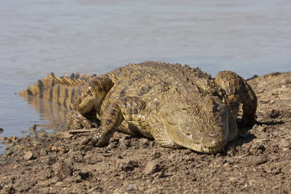 Krokodil Amfibisch Roofdier — Stockfoto
