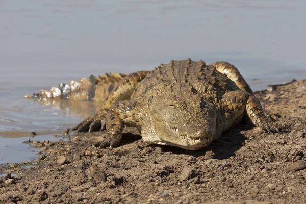 Buaya Hewan Reptil Berbahaya — Stok Foto