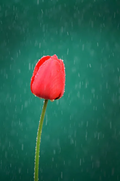 Tulpen Blühen Frühlingsflora — Stockfoto