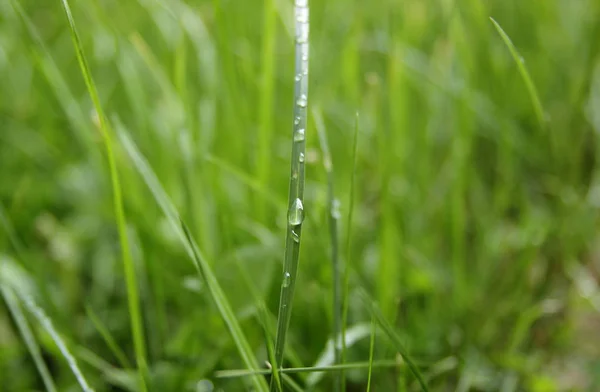 雨滴落在草地上 — 图库照片