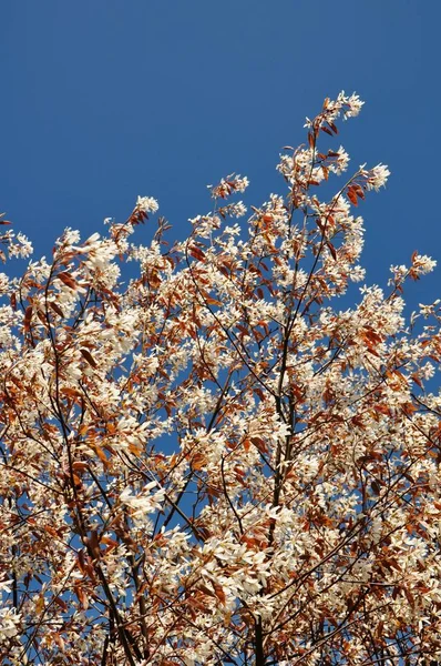 Nahaufnahme Von Schönen Blühenden Blumen — Stockfoto