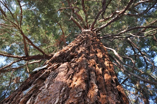 Bella Vista Della Scena Della Natura — Foto Stock