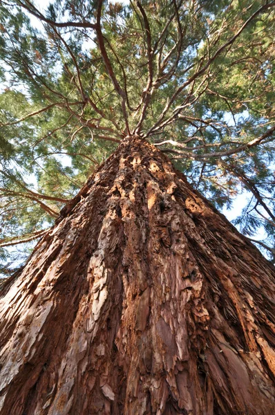 Sekoyalar Büyük Ağaçlar Doğa — Stok fotoğraf