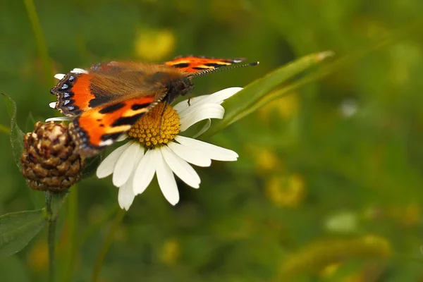 小さなキツネ蝶 植物や動物 — ストック写真