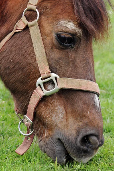 Ein Pony Beim Stöbern — Stockfoto