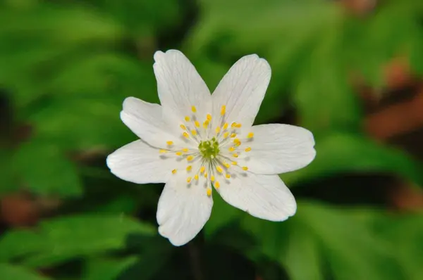 Kwitnienie Białego Anemona Wiosną — Zdjęcie stockowe