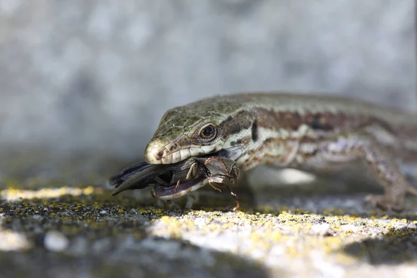 Gros Plan Lézard Dans Habitat Concept Sauvagerie — Photo