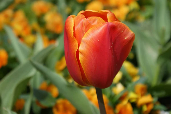 Tulipes Fleur Floraison Printanière — Photo