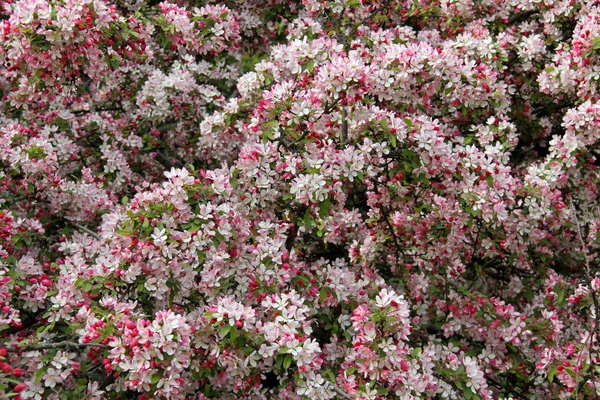 Apple Blossom Tree Flowers Bloom Spring — Stock Photo, Image