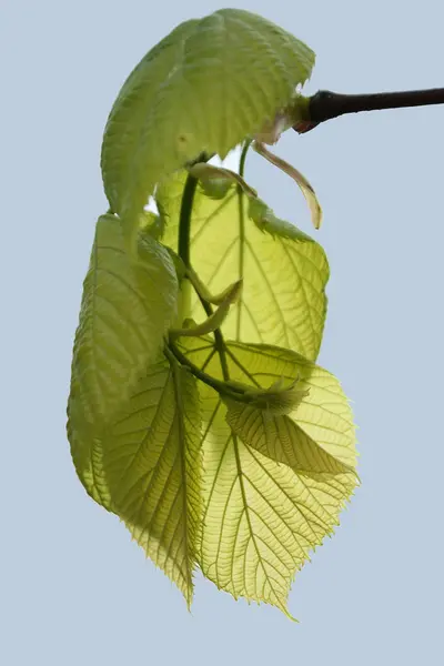 Mooi Botanisch Schot Natuurlijk Behang — Stockfoto