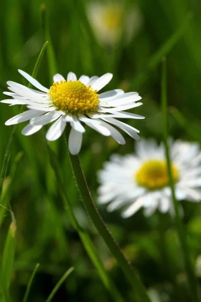 Bellissimi Fiori Sfondo Concetto Floreale — Foto Stock