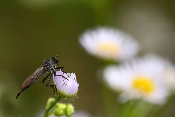 Grand Voleur Arbustes Néoitamus Cyanurus — Photo