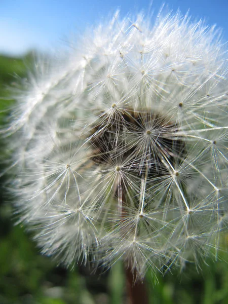 Schöne Aussicht Auf Natürliche Löwenzahnblume — Stockfoto