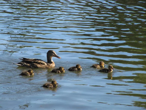 Vista Panorâmica Patos Bonitos Mallard Natureza — Fotografia de Stock