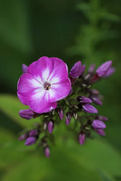 Schöne Blumen Florales Konzept Natur Hintergrund — Stockfoto