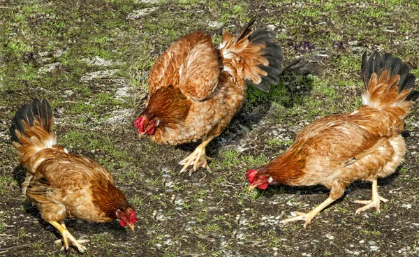 Três Galinhas Coçam Num Pátio — Fotografia de Stock