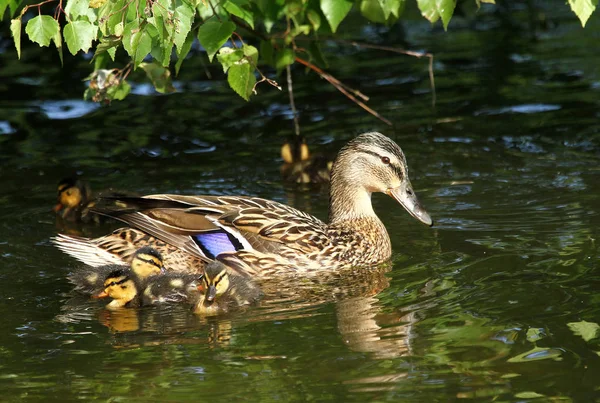 Festői Kilátás Gyönyörű Madár Természetben — Stock Fotó