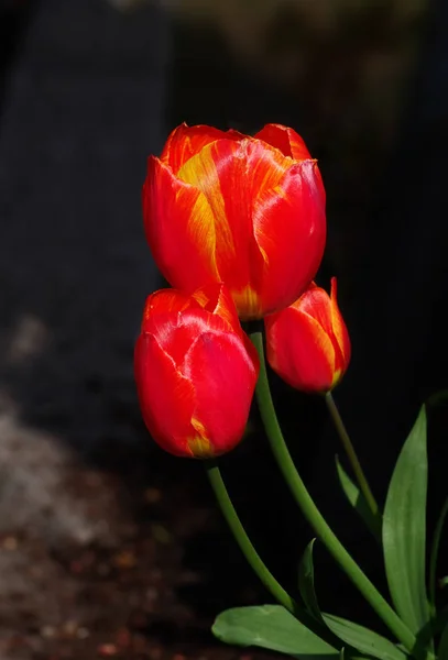 Bahar Laleleri Çiçekler Flora — Stok fotoğraf